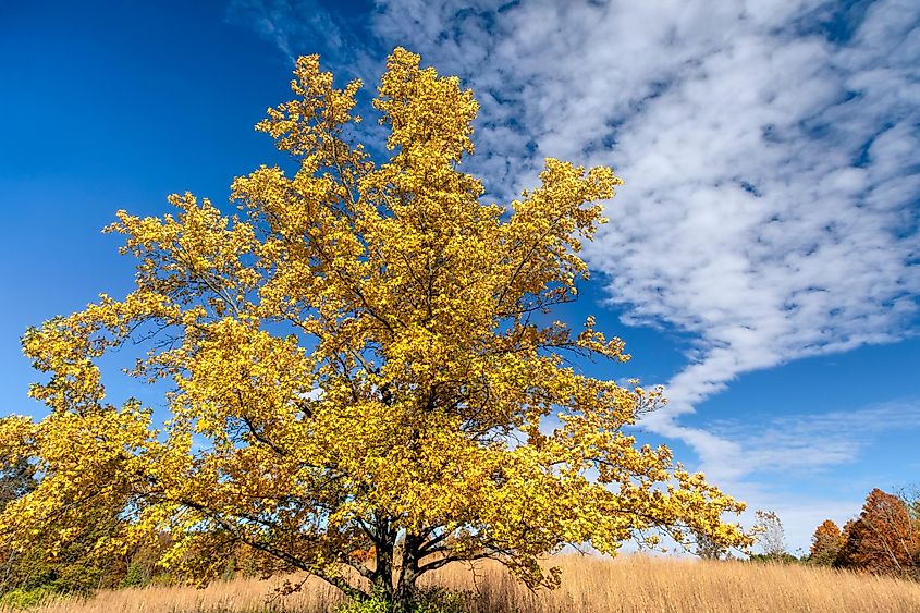 Beautiful nature at Fort Harrison State Park, Indiana.