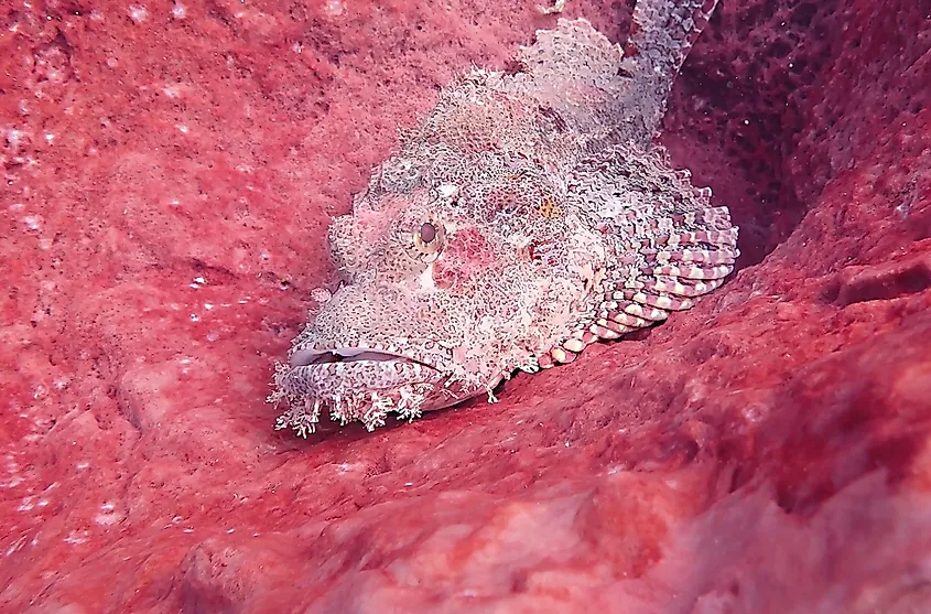 10 Animals With The Strongest Bites - WorldAtlas 10 Animals With The Strongest Bites - WorldAtlas