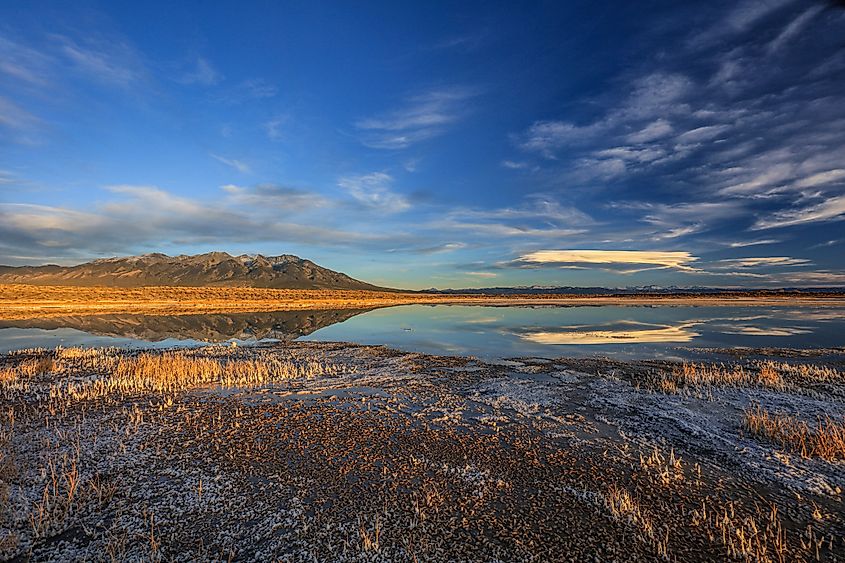Wetlands in Alamosa, Colorado.
