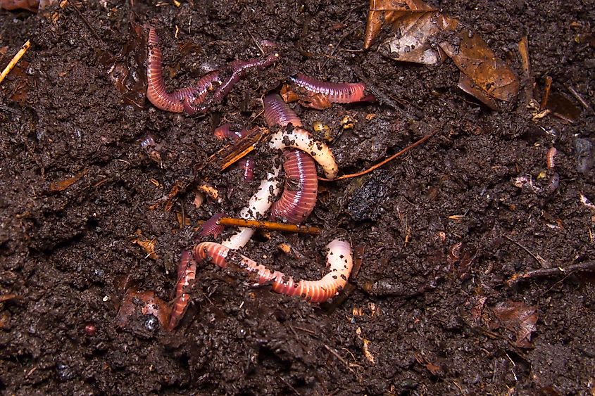 Earthworms in the soil