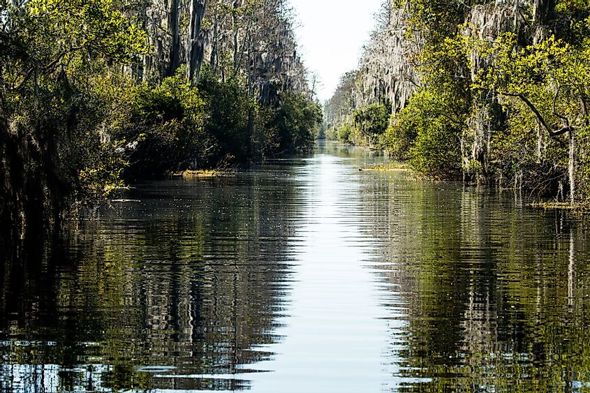 Reflections along the canal in the Okefenokee Swamp, Georgia