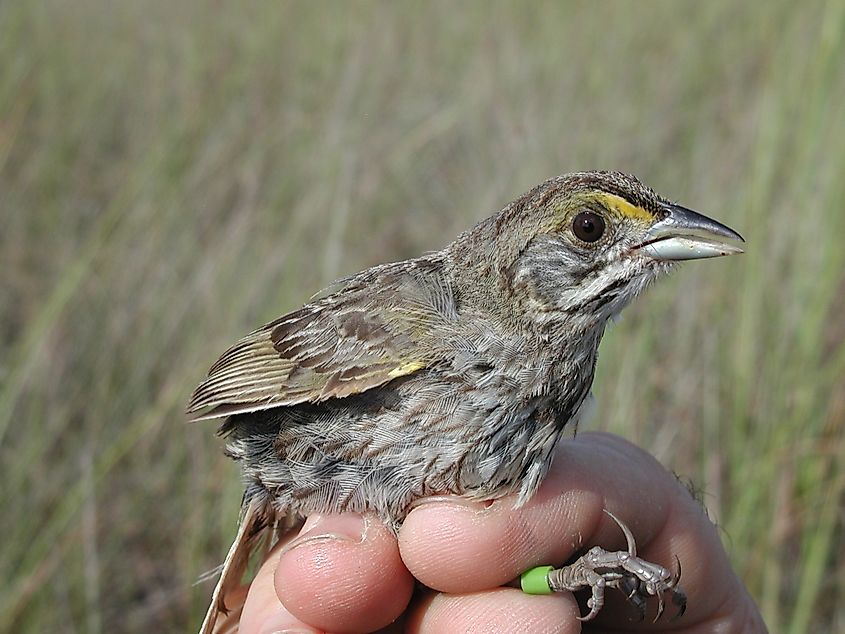 Cape sable seaside sparrow