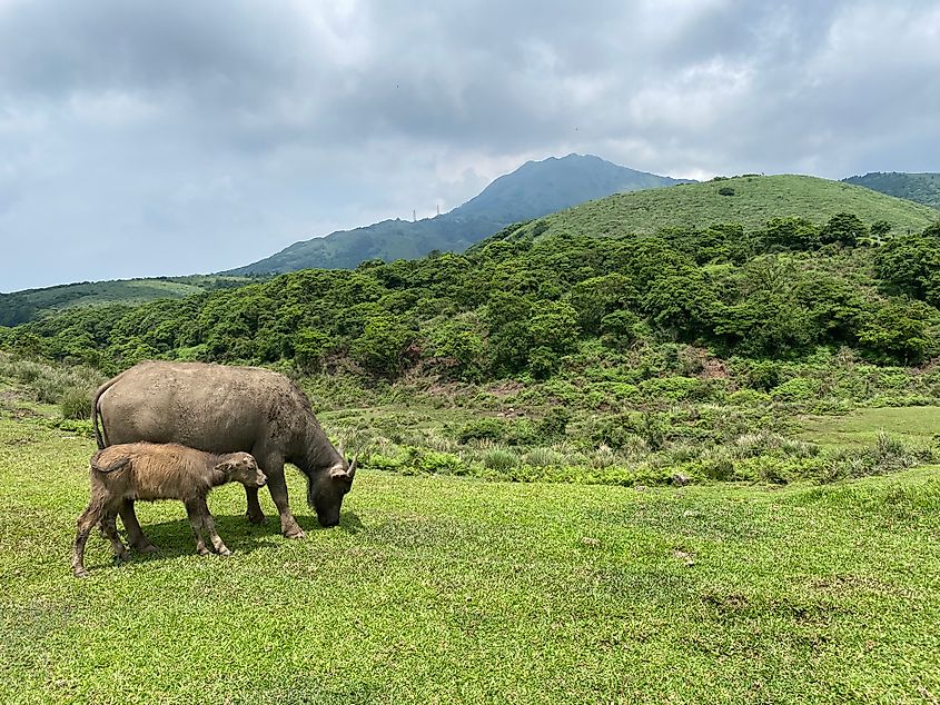 A mother water buffalo and her calf grazing in an alpine meadow.