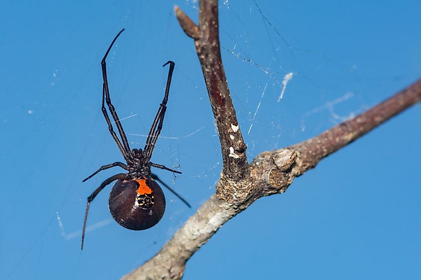Southern Black Widow Spider - Latrodectus mactans.