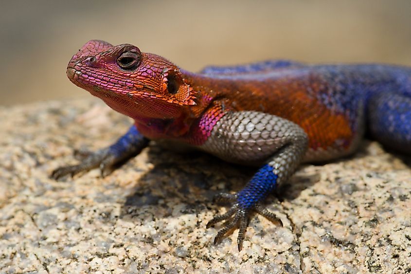 Red-headed rock agama 