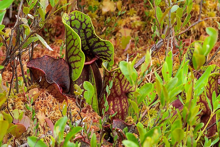Carnivorous plants at Ponemah Bog in New Hampshire
