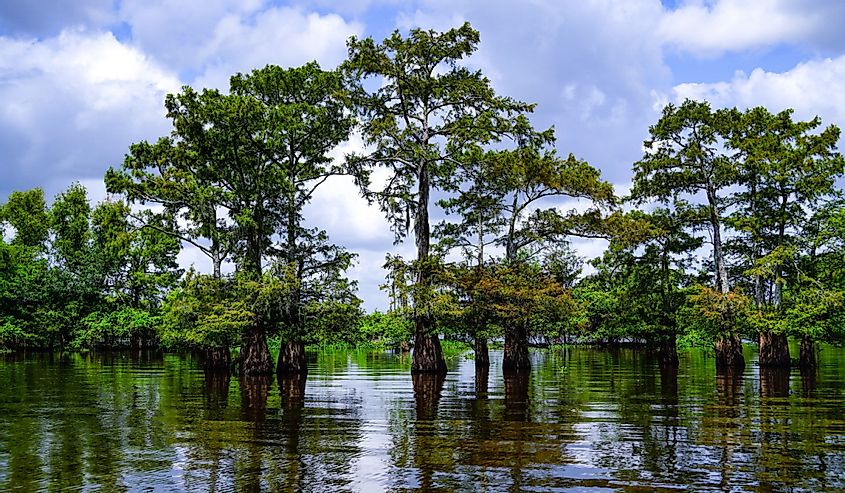Cypress Trees In The Louisiana Henderson Swamp On A Cloudy Day