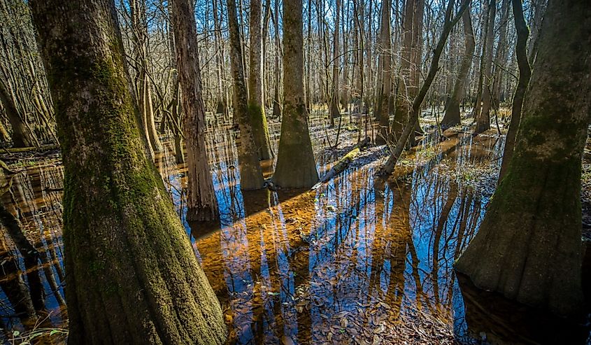 Congaree National Park, South Carolina, USA