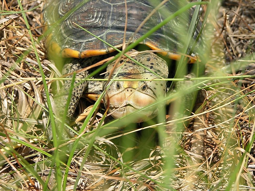 A diamondback terrapin turtle at the Grand Bay National Estuarine Research Reserve