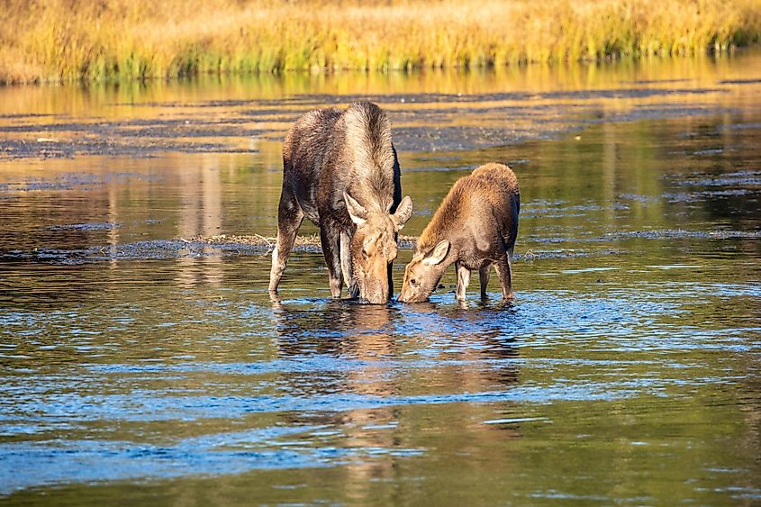 Female moose and calf in river with fall colors, Island park, Idaho.