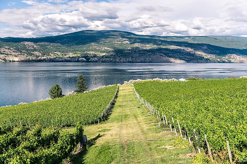 Vineyards in Summerland, Canada