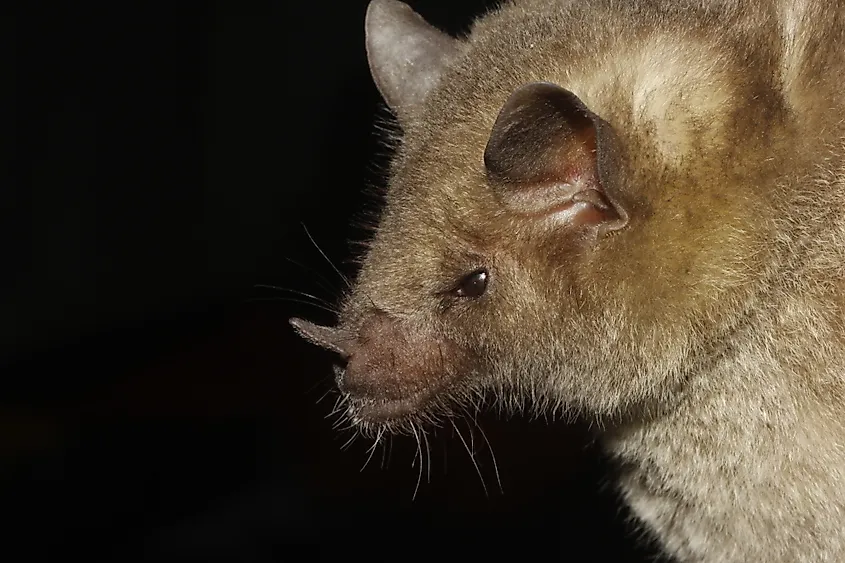 Mexican Long-nosed Bat (Leptonycteris nivalis) Credit: Juan Cruzado Cortés, CC BY-SA 4.0 <https://creativecommons.org/licenses/by-sa/4.0>, via Wikimedia Commons