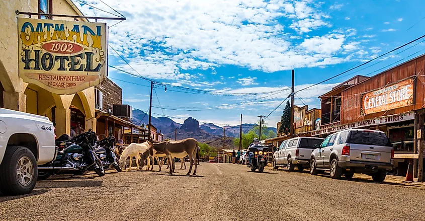 Burros roaming in downtown Oatman, Arizona.