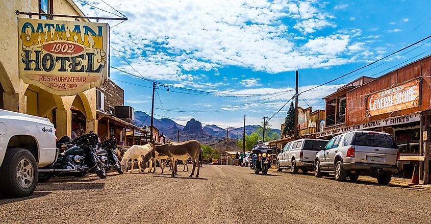Burros roaming in downtown Oatman, Arizona