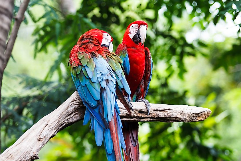 What Animals Live In The Amazon Rainforest Worldatlas What Animals Live In The Amazon Rainforest Worldatlas