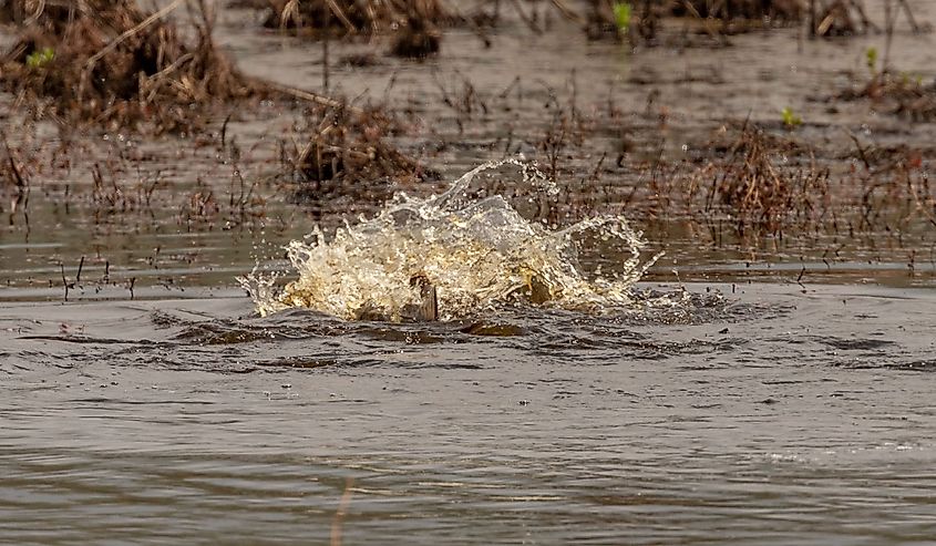 Invasive Asian Carp spawn in the water of the marsh