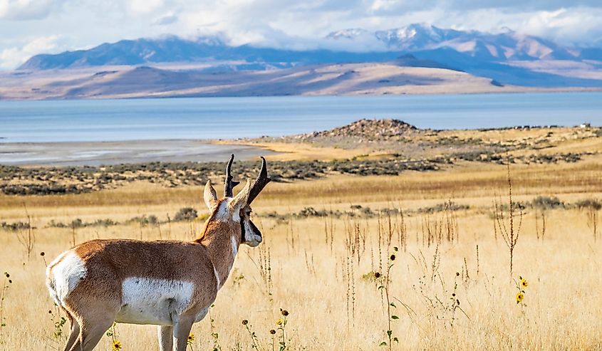 View of the Great Salt Lake at sunset, at Antelope Island State Park, Utah