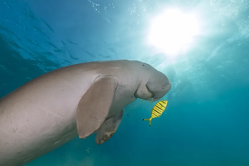 What Animals Live in the Pacific Ocean? - WorldAtlas What Animals Live in the Pacific Ocean? - WorldAtlas