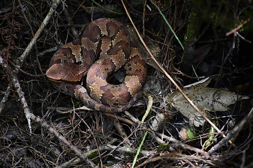 Copperhead snake in Florida