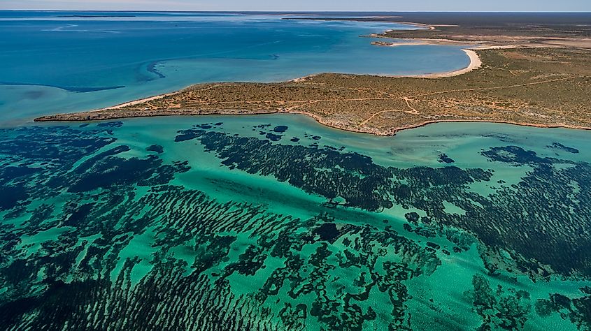 Seagrass meadow in Shark Bay