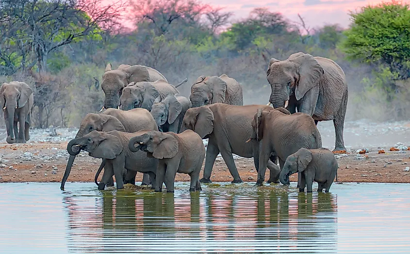 African elephants standing near lake in Etosha National Park, Namibia