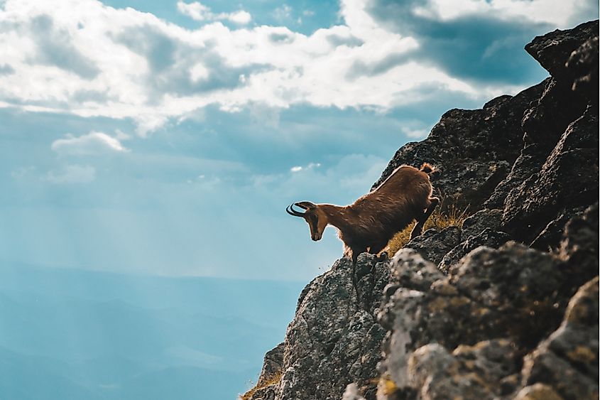 Animals Found in Switzerland - WorldAtlas Animals Found in Switzerland - WorldAtlas