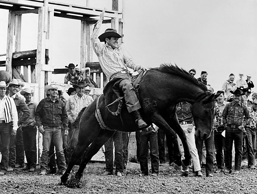 Ted Kennedy, participating in the Eastern Montana Fair rodeo, August 27, 1960. Wikicommons