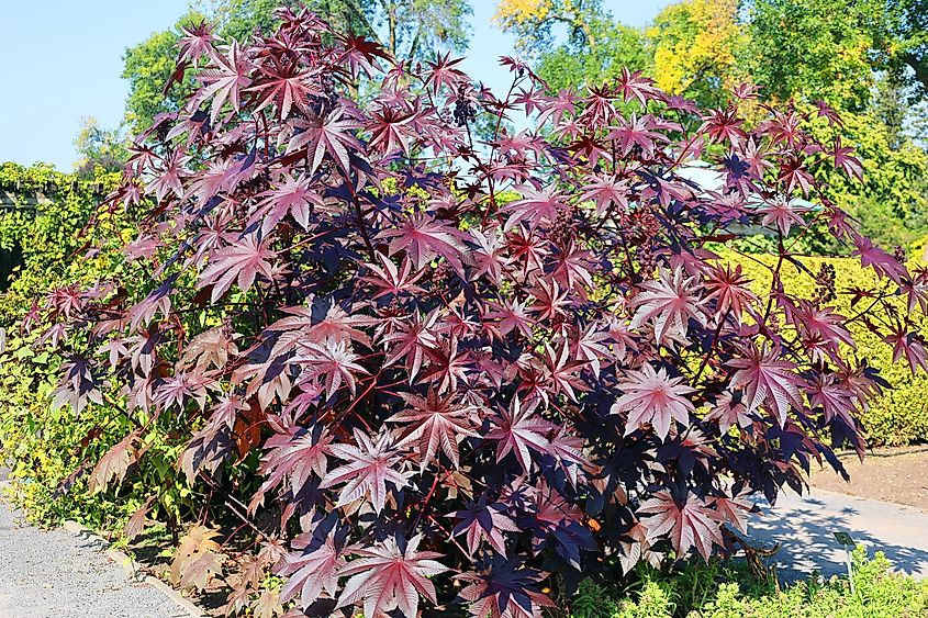 The castor bean plant