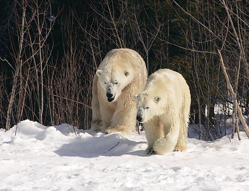 Polar Bears in Cochrane, Ontario