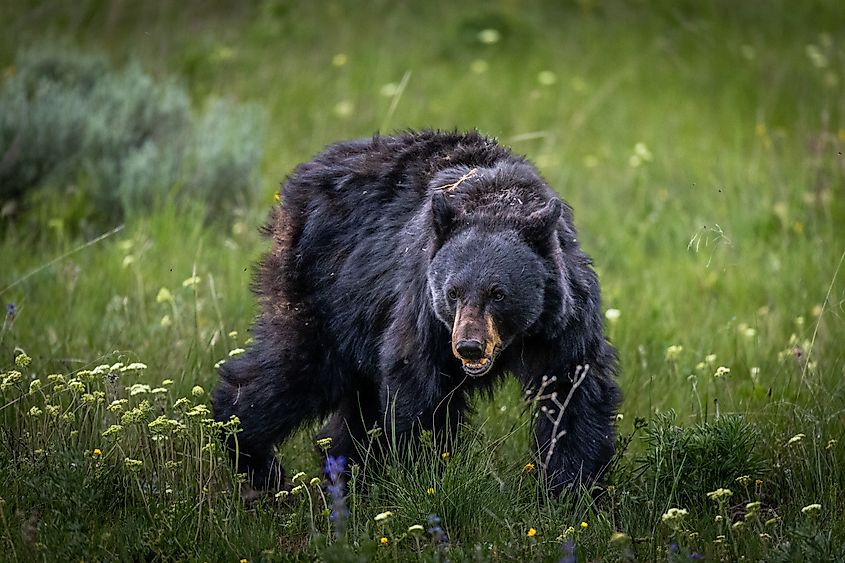 A big black bear in Yellowstone National Park 