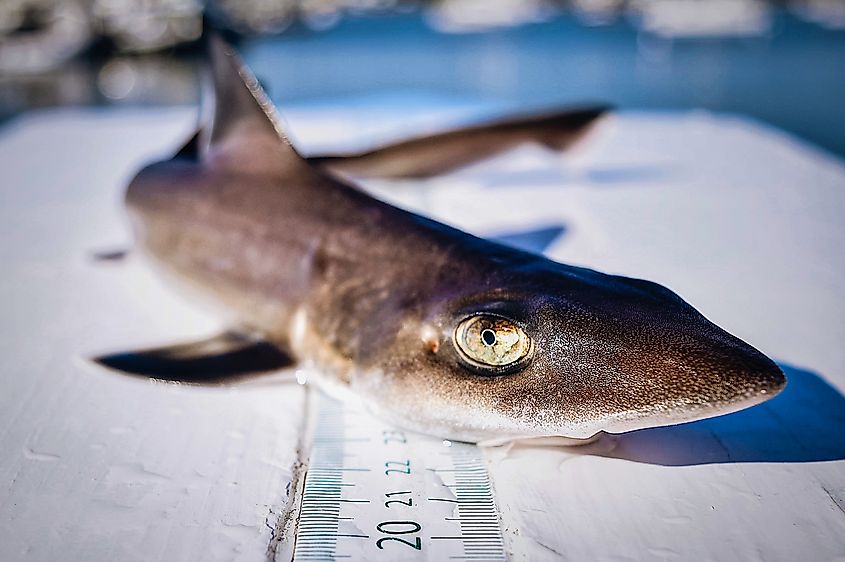 A smooth dogfish shark.