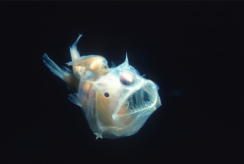 10 Transparent Animals You Won't Believe Exist - WorldAtlas 10 Transparent Animals You Won't Believe Exist - WorldAtlas