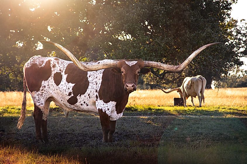 cows near boerne