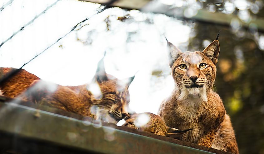 Two lynxes are perched on a platform.