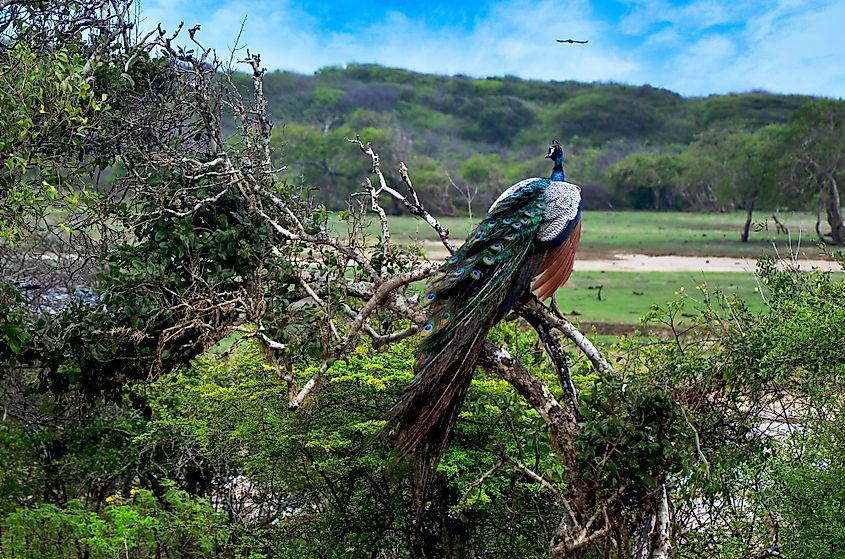 Yala National Park