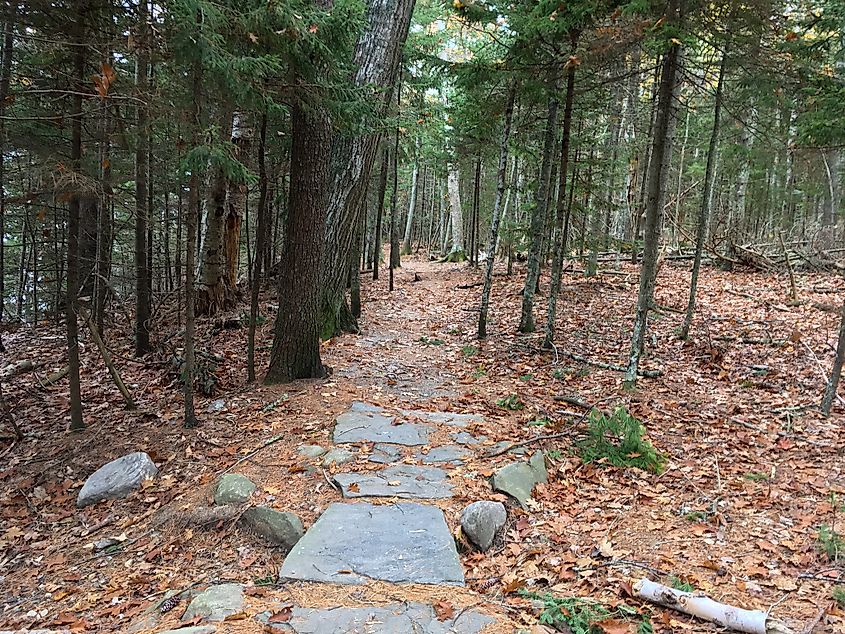 A trail in Wolfe's Neck Woods State Park, by Freeport, Maine.