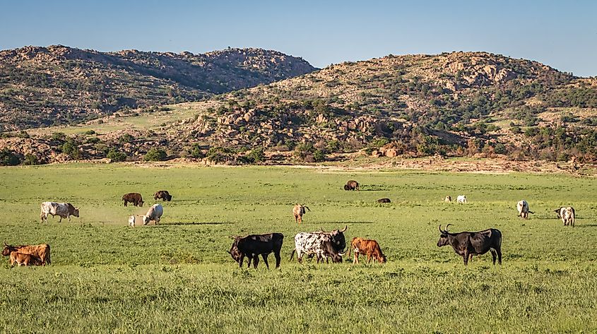 Longhorns and bison grazing in the Wichita Mountains of Oklahoma.