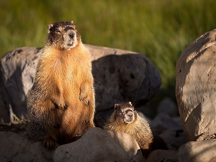 Marmot in mountains, Great Basin National Park, Nevada