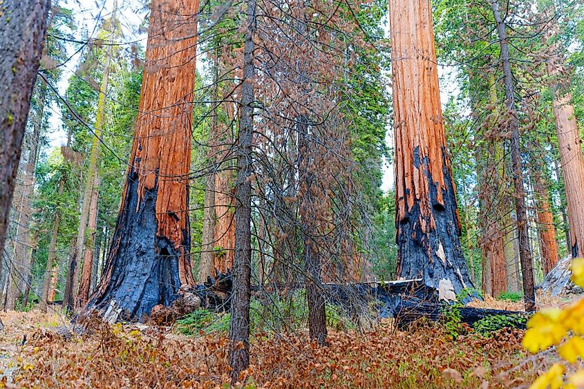 Controlled wildfires help forests regrow.