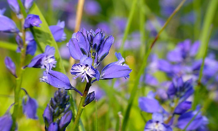 Rare Native Plants Of India - WorldAtlas Rare Native Plants Of India - WorldAtlas
