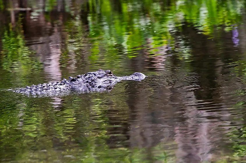 Florida alligator swimming in the Wakulla State Park, Florida.