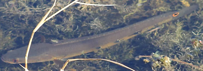 Channa aurolineata, a southeast Asian snakehead species also found invasively in Florida, US. This picture was taken in Broward County, FL.