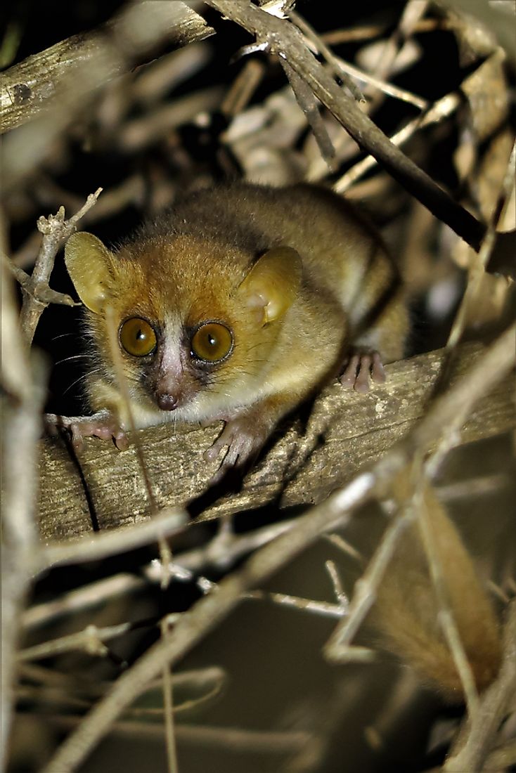 Pygmy mouse lemur (Microcebus myoxinus) in Northern Madagascar, Diana region.