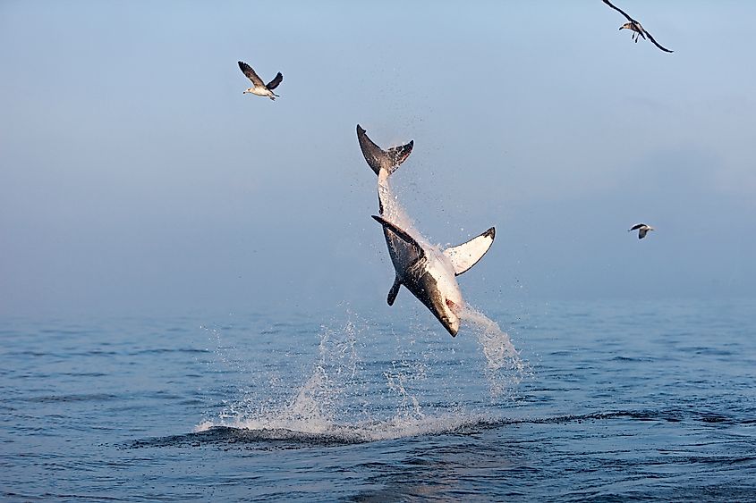 A great white shark breaching in the ocean.