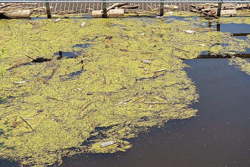 Mississippi River delta