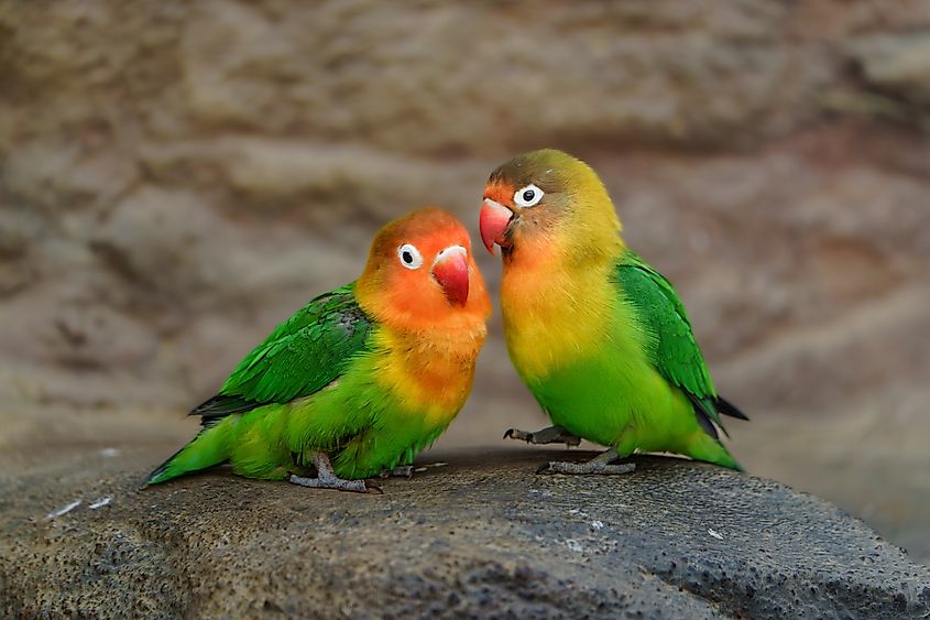 A pair of Fischer's lovebirds.