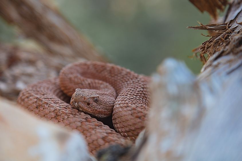 Crotalus abyssus (Grand Canyon Rattlesnake)
