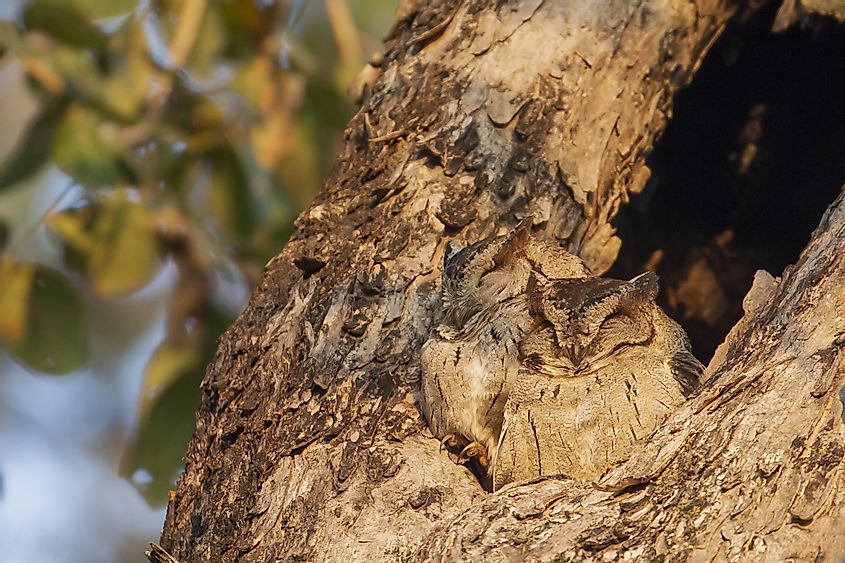 Scops owl Kanha National Park