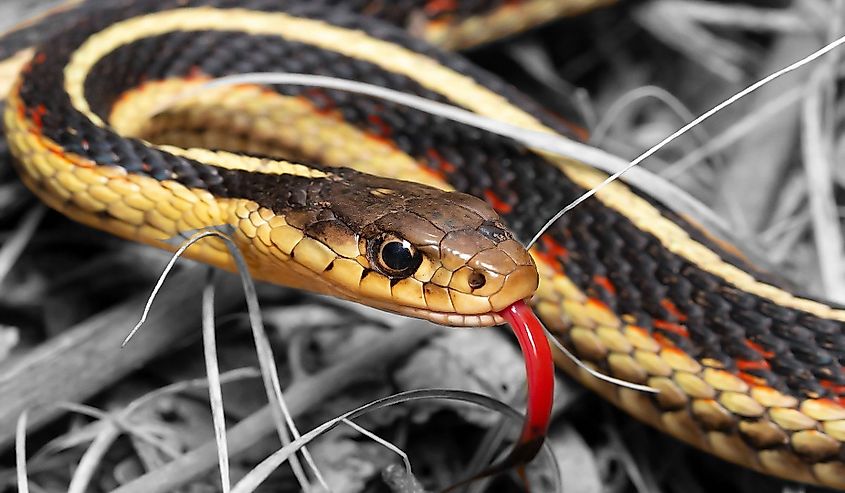 Garter Snake.