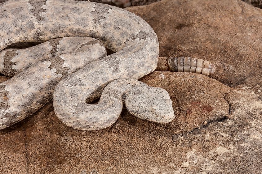(Crotalus lepidus) Rock Rattlesnake.